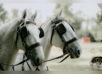 Lipizzaner, Gelding, 8 years, 15,2 hh, Grey