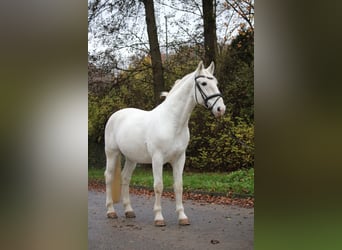 Lipizzaner, Gelding, 8 years, 15,2 hh, Grey