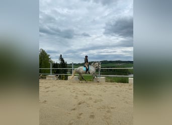 Lipizzaner, Gelding, 8 years, 16.2 hh, Grey-Dapple