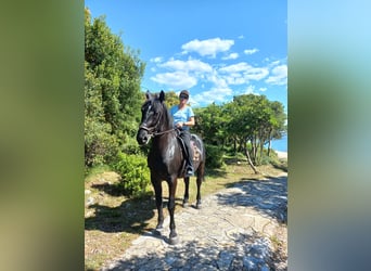 Lipizzaner Mix, Gelding, 8 years, 16 hh, Black