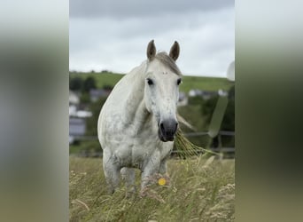 Lipizzaner Mix, Gelding, 9 years, 14.2 hh, Grey-Dapple