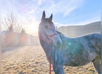 Lipizzaner Mix, Gelding, 9 years, 15.1 hh, Grey-Dapple