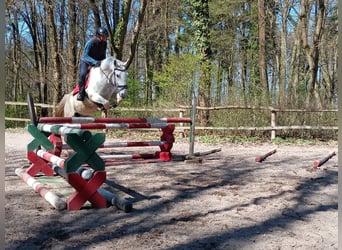 Lipizzaner, Gelding, 9 years, 15,2 hh, Grey