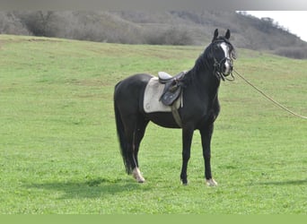 Lipizzaner, Hengst, 13 Jaar, 160 cm, Zwart