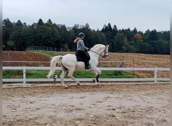 Lipizzaner, Hengst, 14 Jahre, 158 cm, Schimmel