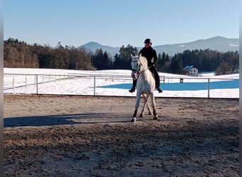 Lipizzaner, Hengst, 14 Jaar, 158 cm, Schimmel