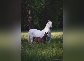 Lipizzaner, Hengst, 1 Jaar, 156 cm, Schimmel