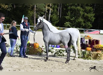Lipizzaner, Hengst, 1 Jaar, 156 cm, Schimmel