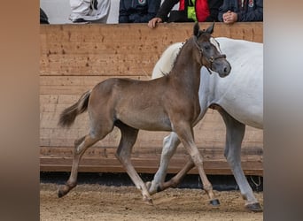 Lipizzaner, Hengst, 1 Jaar, 157 cm, Schimmel