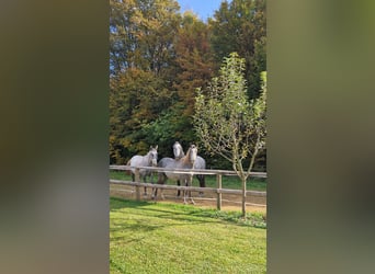 Lipizzaner, Hengst, 1 Jaar, 157 cm, Schimmel Lipizzaner, Hengst, 1 Jaar, 157 cm, Schimmel