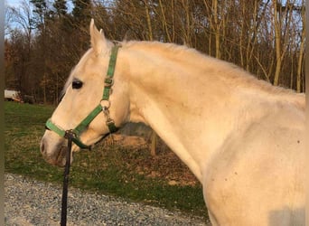 Lipizzaner, Hengst, 1 Jaar, 158 cm, Schimmel