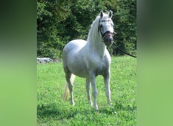 Lipizzaner, Hengst, 1 Jaar, 158 cm, Schimmel