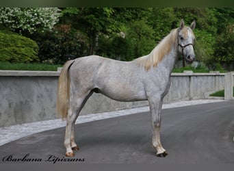 Lipizzaner, Hengst, 1 Jaar, 158 cm, Schimmel