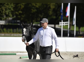 Lipizzaner, Hengst, 1 Jaar, 160 cm, Schimmel