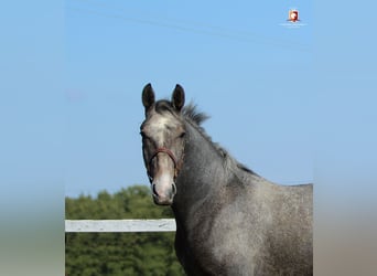 Lipizzaner, Hengst, 1 Jaar, 163 cm, Schimmel
