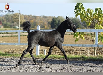 Lipizzaner, Hengst, 1 Jahr, 155 cm, Schimmel