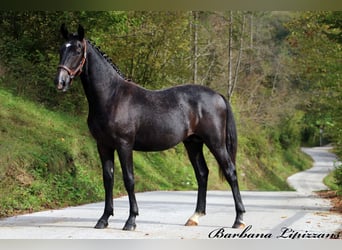 Lipizzaner, Hengst, 1 Jahr, 155 cm, Schimmel