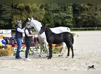 Lipizzaner, Hengst, 1 Jahr, 155 cm, Schimmel