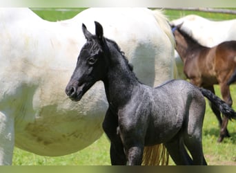 Lipizzaner, Hengst, 1 Jahr, 156 cm, Schimmel