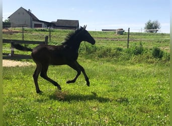 Lipizzaner, Hengst, 1 Jahr, 158 cm, Schimmel