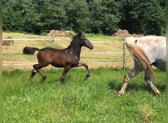 Lipizzaner, Hengst, 1 Jahr, 158 cm, Schimmel