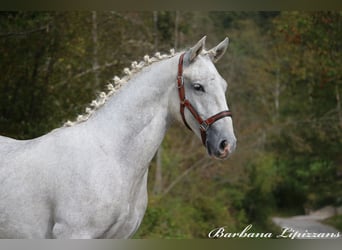 Lipizzaner, Hengst, 1 Jahr, 158 cm, Schimmel
