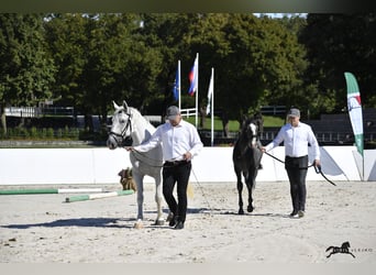 Lipizzaner, Hengst, 1 Jahr, 160 cm