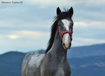 Lipizzaner, Hengst, 1 Jahr, 160 cm, Schimmel