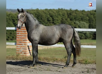 Lipizzaner, Hengst, 1 Jahr, 163 cm, Schimmel