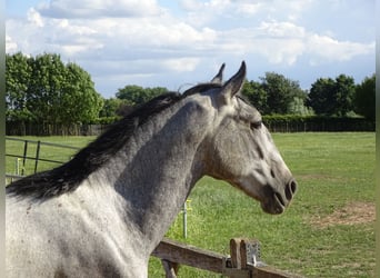 Lipizzaner, Hengst, 2 Jaar, 150 cm, Zwartschimmel