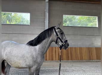 Lipizzaner, Hengst, 2 Jaar, 150 cm, Zwartschimmel