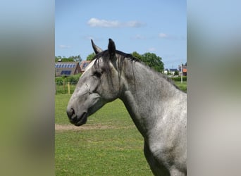 Lipizzaner, Hengst, 2 Jaar, 150 cm, Zwartschimmel