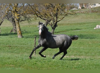 Lipizzaner, Hengst, 2 Jaar, 153 cm, Appelschimmel