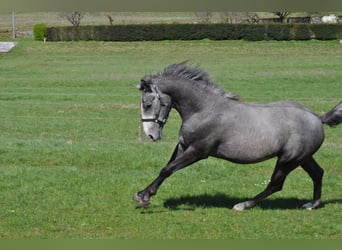 Lipizzaner, Hengst, 2 Jaar, 153 cm, Appelschimmel