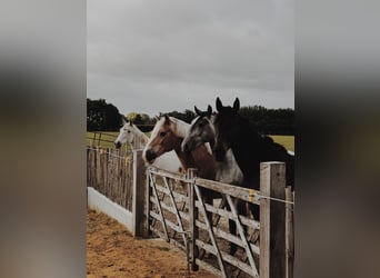 Lipizzaner, Hengst, 2 Jahre, 150 cm, Rappschimmel