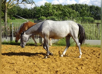 Lipizzaner, Hengst, 2 Jahre, 150 cm, Rappschimmel