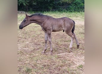 Lipizzaner, Hengst, 2 Jahre, 151 cm, Rappe