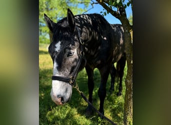 Lipizzaner Mix, Hengst, 2 Jahre, 155 cm, Rappschimmel