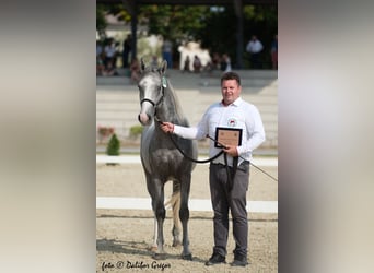 Lipizzaner, Hengst, 2 Jahre, 158 cm, Schimmel