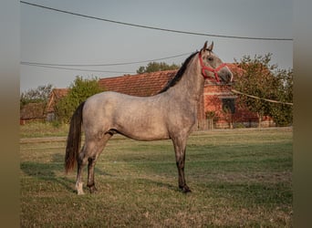 Lipizzaner, Hengst, 2 Jahre, 158 cm, Schimmel