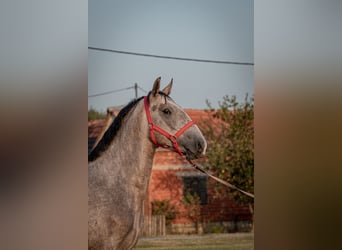 Lipizzaner, Hengst, 2 Jahre, 158 cm, Schimmel
