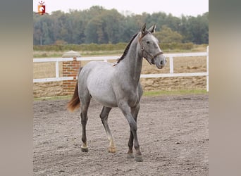 Lipizzaner, Hengst, 2 Jahre, 160 cm, Schimmel