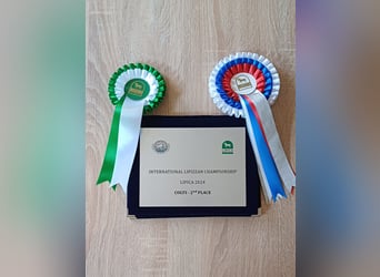 Lipizzaner, Hengst, 3 Jaar, 153 cm, Schimmel