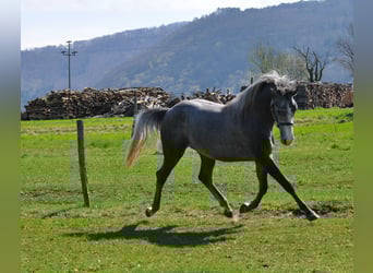 Lipizzaner, Hengst, 3 Jahre, 153 cm, Apfelschimmel