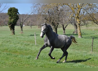 Lipizzaner, Hengst, 3 Jahre, 153 cm, Apfelschimmel