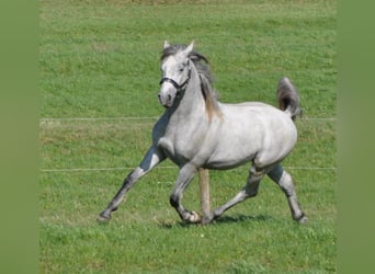 Lipizzaner, Hengst, 3 Jahre, 153 cm, Schimmel