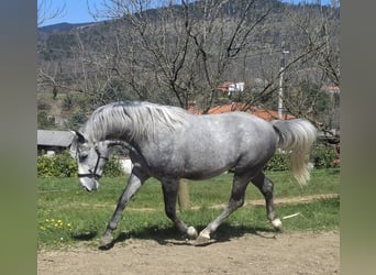 Lipizzaner, Hengst, 3 Jahre, 155 cm, Schimmel
