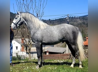 Lipizzaner, Hengst, 3 Jahre, 155 cm, Schimmel