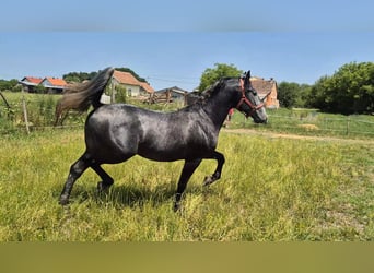 Lipizzaner, Hengst, 3 Jahre, 156 cm, Schimmel