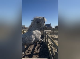 Lipizzaner, Hengst, 4 Jaar, 159 cm, Wit